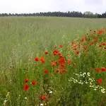 Haus Am Feld 2 By Interhome Feriehus *