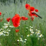 Haus Am Feld 2 By Interhome Feriehus Schwielochsee