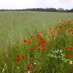 Haus Am Feld 2 By Interhome Feriehus Schwielochsee
