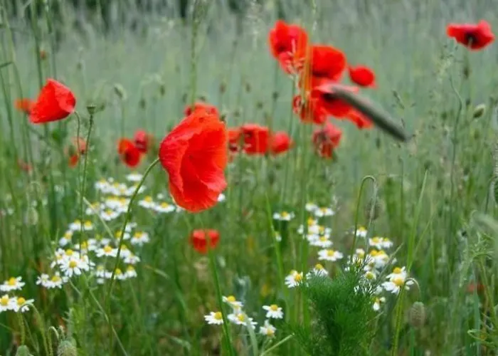 Haus Am Feld 2 By Interhome Сasa de vacaciones Schwielochsee